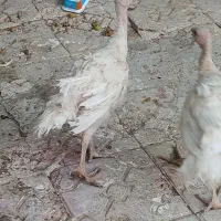 بوقلمون گوشتی سالم ۸ ماهه سرحال