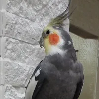 عروس هلندی گمشده در ممکو هزار واحدی