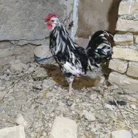 خروس گلین فوری