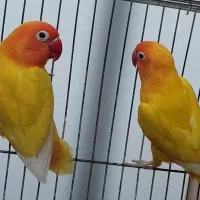 طوطی برزیلی فیشر طلایی مولد
