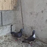 جفت سیاو  سینه سفید  وجوجه غور سر خ نر