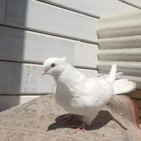 کاکلی چش و نوک سفید