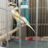 قناری ماده