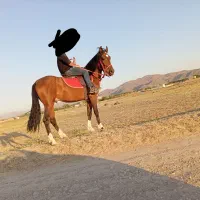 اسب|اسب و تجهیزات اسب‌سواری|بناب, |دیوار
