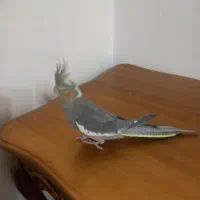 فروش