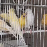 فروش قناری پرستار ۲۵ جفت