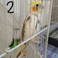 فروش دو عروس هلندی نر