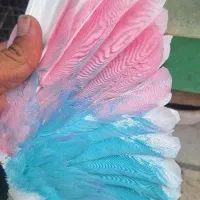 پرنده کفتر