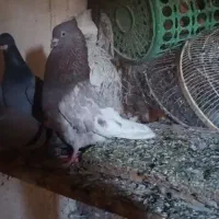 کبوتر کله ای  قدیمی