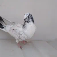 کبوتر پرشی