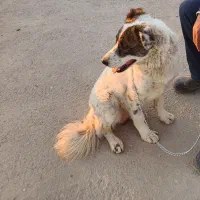 سگ گمشده