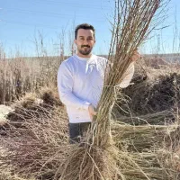 فروش نهال بادام دیرگل و مقاوم به سرما/ رویال نهال