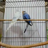 فنچ نرگسی مرغ عشق کوتوله عروس