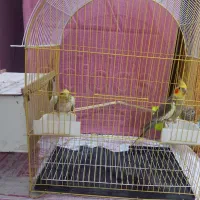 عروس هلندی