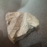 فسیل