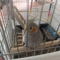 پرنده