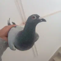 پلاکی نر