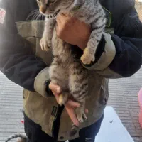 واگذاری رایگان