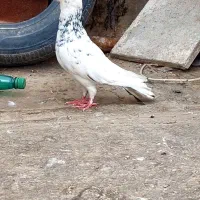 کفتر سار هفترنگ دم سفید اقون