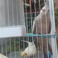 عروس هلندی خاکستری