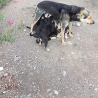 طوله گرگی