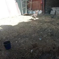 مرغ و خروس لاری