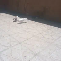 کبوتر|پرنده|کوهدشت, |دیوار
