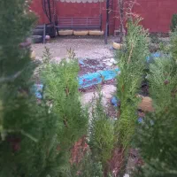 خونه باغ|فروش خانه و ویلا|رشت, حومه رشت|دیوار