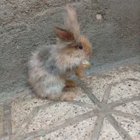 بچه خرگوش لپ