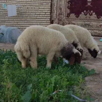 ۳عدد بره نر عربی