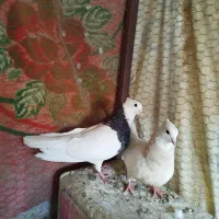 طوقی