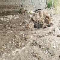 پشم گوسفندی