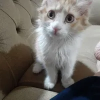 واگذاری گربه ،مل مل خانم
