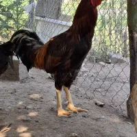 خروس لاری اصل