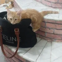 گربه نر خانگی ۳ماهه
