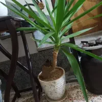 گل یوگا بسیارمحکم