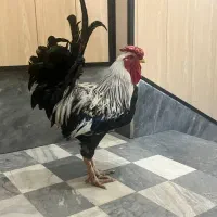 خروس چهل تاج