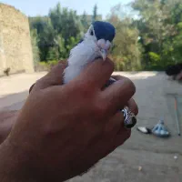 کفتر