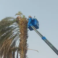 قطع وهرس انواع نخل ودرختان مزاحم