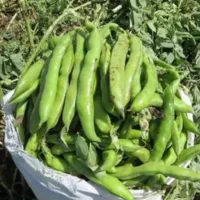 باقله شاپورجان