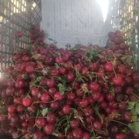 آلبالو حراج
