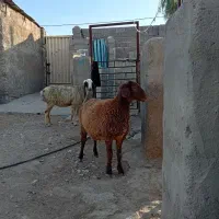 فروش میش و بره ماده