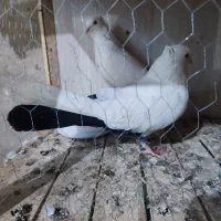 کفتر|پرنده|قم, قلعه کامکار|دیوار