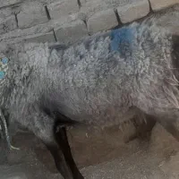 بره|حیوانات مزرعه|سبزوار, ایزی شهر|دیوار