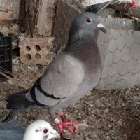 کفتر سه عدد پلاکی کوهی و یه دم اشعل 2 تومان