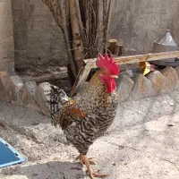 4عدد خروس کردی سالم زیبا