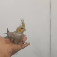 جوجه عروس هلندی