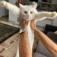 گربه ملوس و خوشگل واگذاری