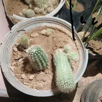 فروش کاکتوس