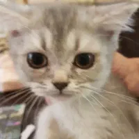 واگذاری گربه ۶۰روزه